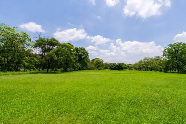 Mavi gökyüzünün altında bir güzel park bahçe yeşil ağaç