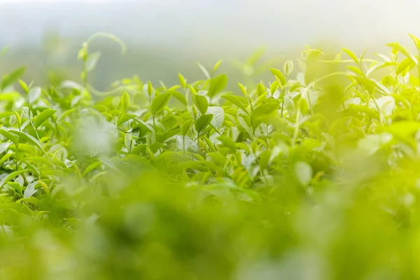 Свежие Зеленые Чайные Листья Чайной Плантации — стоковое фото