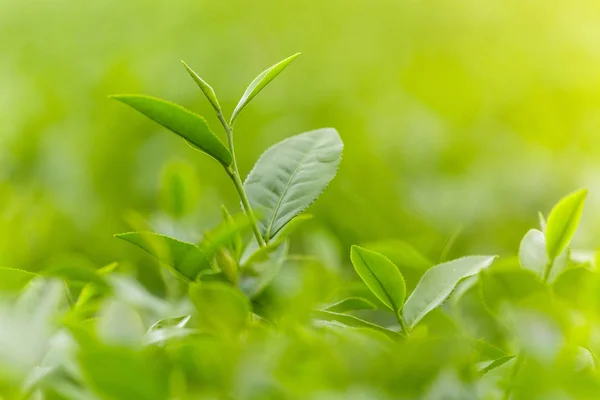Fresh Green Tea Leaves Tea Plantation — Stock Photo, Image