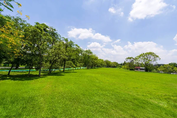 Zielone Drzewo Ogrodzie Pięknego Parku Pod Błękitne Niebo — Zdjęcie stockowe