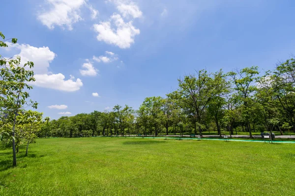 Mavi gökyüzünün altında bir güzel park bahçe yeşil ağaç