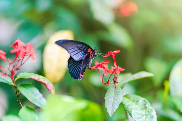 Cerrado Mariposa Flor —  Fotos de Stock