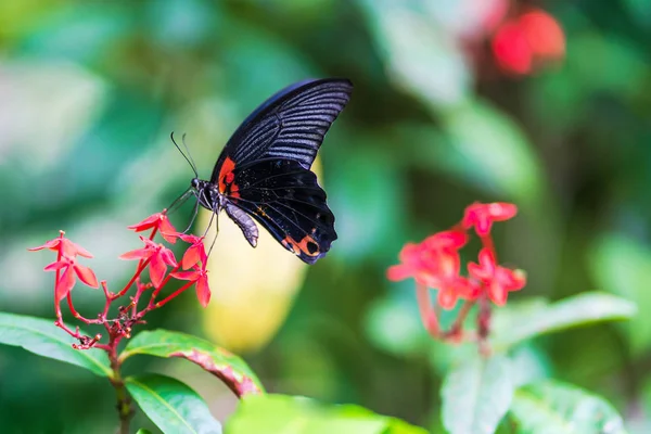 Cerrado Mariposa Flor —  Fotos de Stock