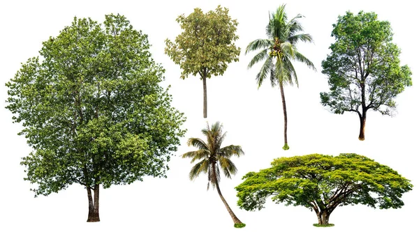 Verzameling Bomen Geïsoleerd Witte Achtergrond — Stockfoto