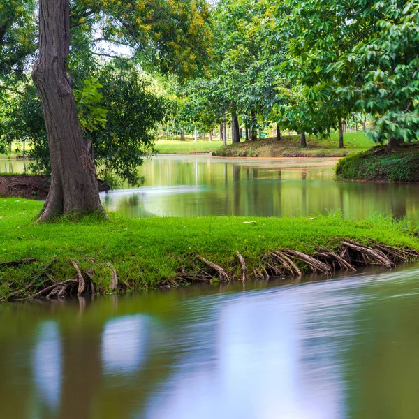 Arbre Vert Dans Beau Parc Avec Reflet Dans Eau — Photo