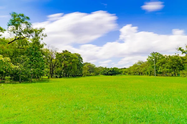 Mavi Gökyüzünün Altında Bir Güzel Park Bahçe Yeşil Ağaç — Stok fotoğraf