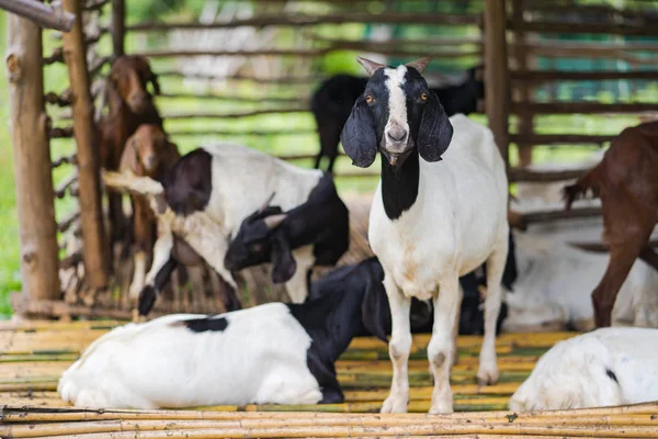 Ziege Bauernhof Einem Sonnigen Tag — Stockfoto