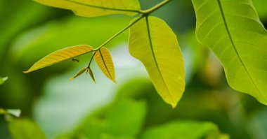 Doğal yeşil yaprak, taze yeşil ağaç güneş ışığı altında bırakır.