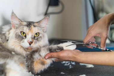 Damat, damat kesim saç kedi Kediler ve köpekler için güzellik salonda kedi