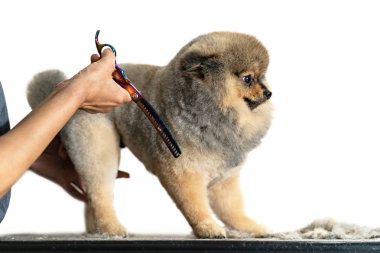 Damat kesim saç küçük köpek köpekler için güzellik salonda bir salonu