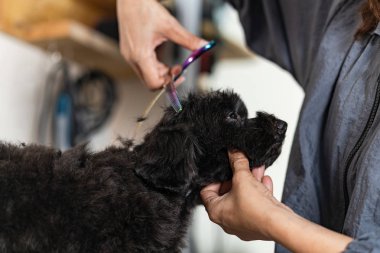 Damat kesim saç küçük köpek köpekler için güzellik salonda bir salonu