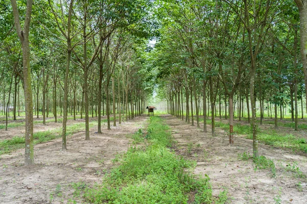 Rangée Jardin Caoutchouc Para — Photo