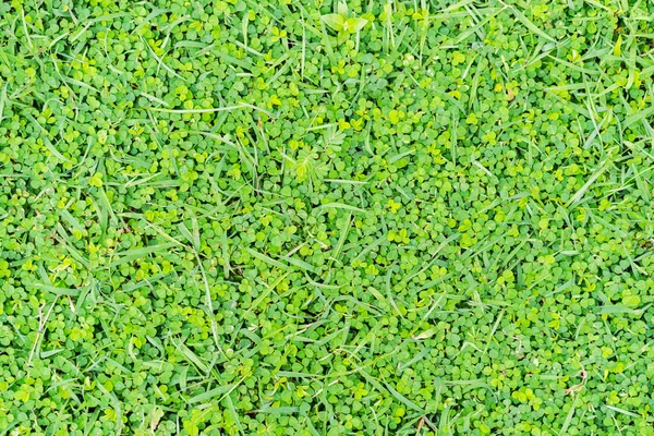 Top View Photo Green Grass Texture Background — Stock Photo, Image