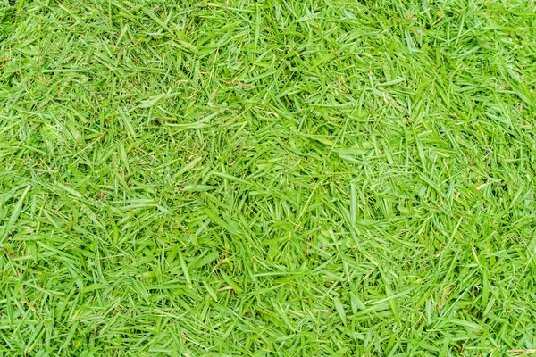 上から見た写真 緑の草のテクスチャ背景 — ストック写真