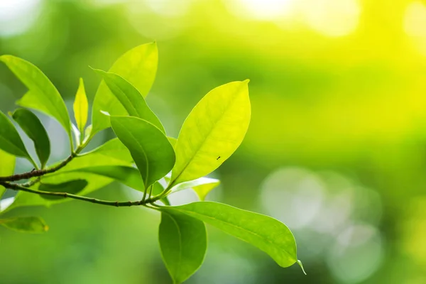 Naturligt Grönt Blad Färska Gröna Löv Solljus — Stockfoto