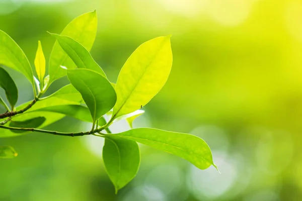 Natürliches Grünes Blatt Frische Grüne Baumblätter Unter Sonnenlicht — Stockfoto