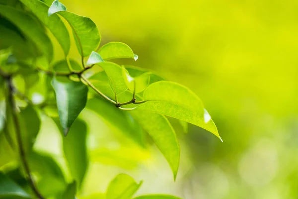 Naturligt Grönt Blad Färska Gröna Löv Solljus — Stockfoto