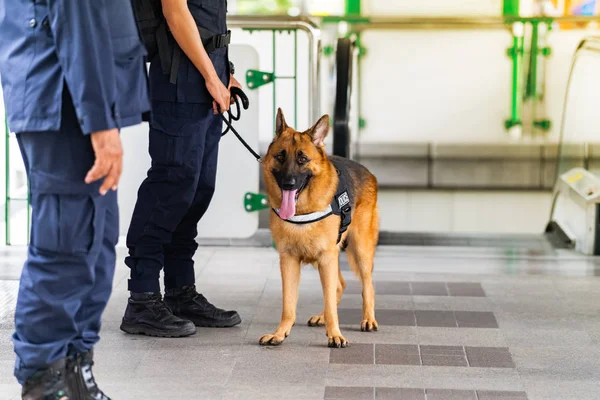Policejní Pes Stojící Vlakovém Nádraží — Stock fotografie