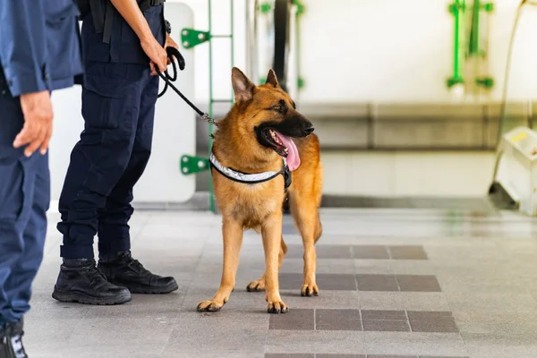 Polis Köpeği Ayakta Tren Istasyonunda — Stok fotoğraf