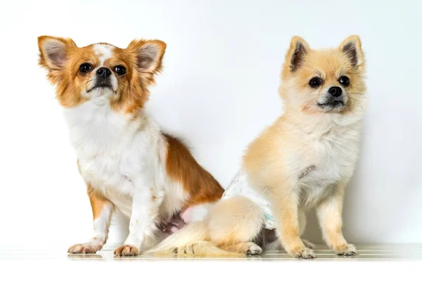 Cute Two Chihuahua Dogs White Background — Stock Photo, Image