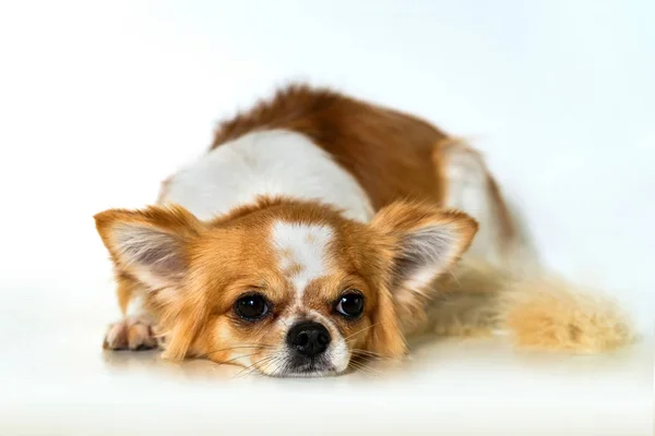Söt Chihuahua Hunden Vit Bakgrund — Stockfoto