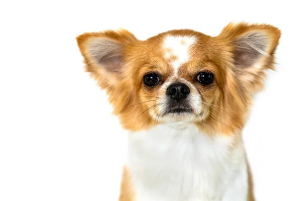 Beyaz Arka Plan Üzerinde Izole Yakışıklı Chihuahua Köpek — Stok fotoğraf