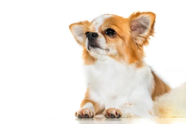 Söt Chihuahua Hunden Isolerade Vit Bakgrund — Stockfoto