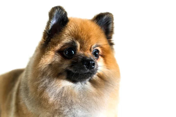배경에 고립의 Pomeranian 귀여운 — 스톡 사진