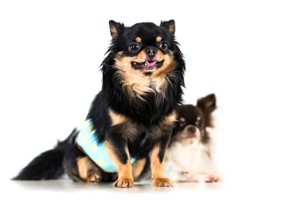 Söt Chihuahua Hunden Isolerade Vit Bakgrund — Stockfoto