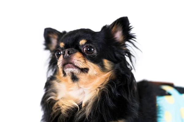 Söt Chihuahua Hunden Isolerade Vit Bakgrund — Stockfoto