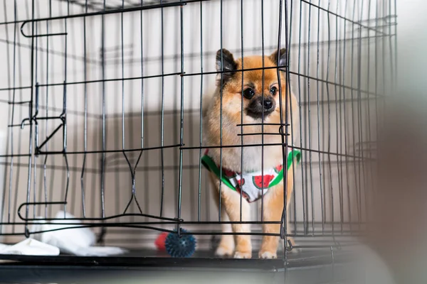 Cute pomeranian dog in the cage in the beauty salon for dogs