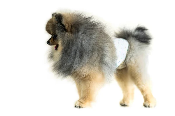 배경에 고립의 Pomeranian 귀여운 — 스톡 사진