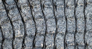 Timsah Cilt doku arka plan görüntüsünü portre