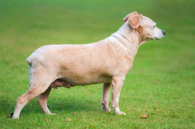 Küçük köpek çim