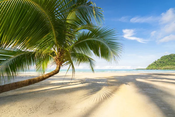 Beautiful Tropical Beach Sea Coconut Palm Tree Blue Sky — Stock Photo, Image