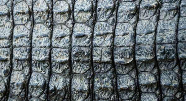 Крупным Планом Изображение Текстуры Кожи Крокодила — стоковое фото