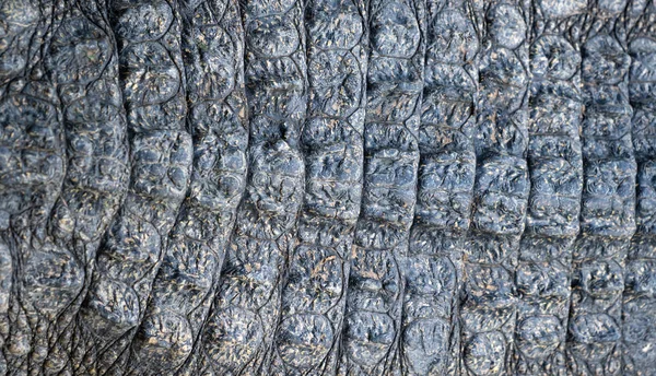 Closeup Billede Krokodille Hud Tekstur Baggrund - Stock-foto
