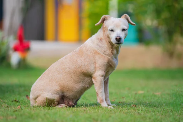 Anjing Kecil Duduk Halaman — Stok Foto