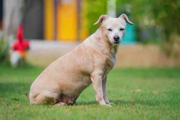 Küçük Köpek Çim Içinde Oturan — Stok fotoğraf