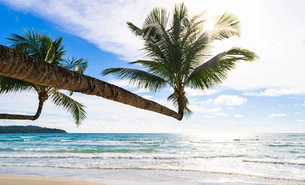 Beautiful Tropical Beach Sea Coconut Palm Tree Blue Sky — Stock Photo, Image