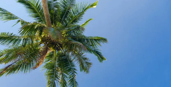 Красивая Кокосовая Пальма Голубым Небом Тропическом Пляже Море — стоковое фото