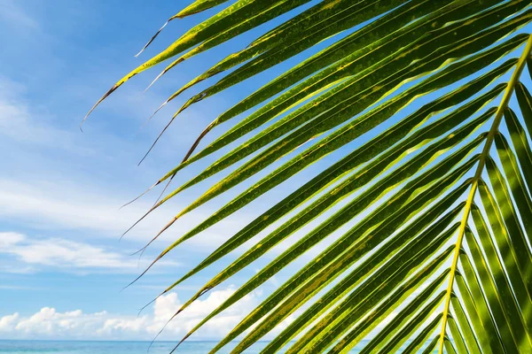 Bela Palmeira Coco Sob Céu Azul Praia Tropical Mar — Fotografia de Stock