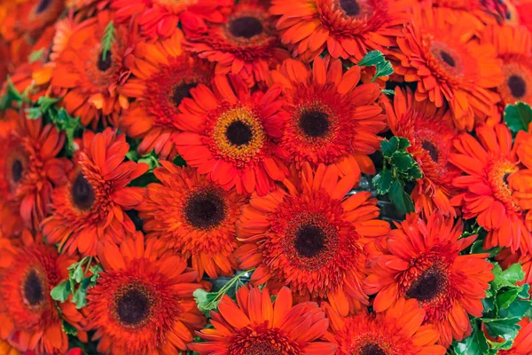 Karışık Düğün Çiçek Çiçek Arka Plan Çok Renkli — Stok fotoğraf