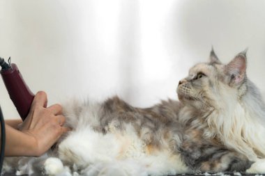 Damat, damat kesim saç kedi Kediler ve köpekler için güzellik salonda kedi
