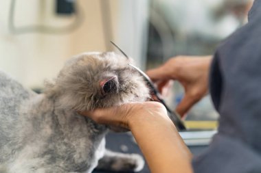 Damat, damat kesim saç kedi Kediler ve köpekler için güzellik salonda kedi