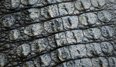 Timsah Cilt doku arka plan görüntüsünü portre