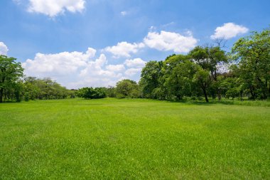 Çim ve yeşil ağaçlar mavi gökyüzünün altında güzel Park