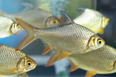 Kırmızı kuyruklu folyo Barb