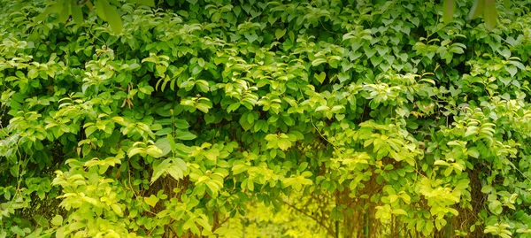 Doğal Yeşil Yaprak Taze Yeşil Ağaç Güneş Işığı Altında Bırakır — Stok fotoğraf