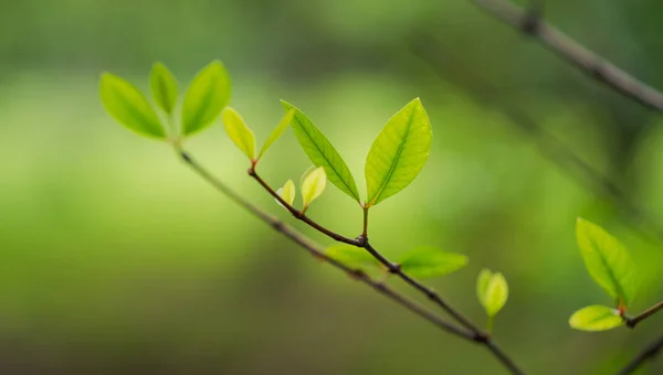 Natürliches Grünes Blatt Frische Grüne Baumblätter Unter Sonnenlicht — Stockfoto